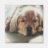 Golden Retriever Puppy slaapt in de zon Magneet (Voorkant)