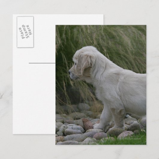 Golden Retriever Puppy Standing Briefkaart (Voorkant / Achterkant)