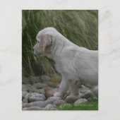 Golden Retriever Puppy Standing Briefkaart (Voorkant)