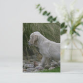 Golden Retriever Puppy Standing Briefkaart (Staand voorkant)