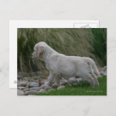 Golden Retriever Puppy Standing Briefkaart (Voorkant / Achterkant)