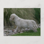 Golden Retriever Puppy Standing Briefkaart (Voorkant)