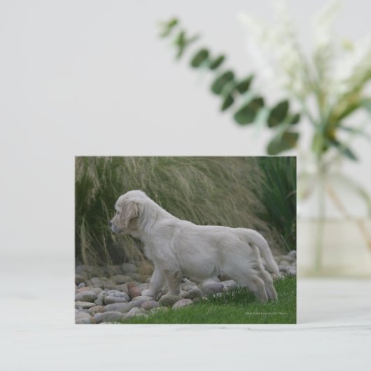 Golden Retriever Puppy Standing Briefkaart (Staand voorkant)