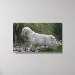Golden Retriever Puppy Standing Canvas Afdruk