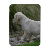 Golden Retriever Puppy Standing Magneet (Verticaal)