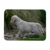 Golden Retriever Puppy Standing Magneet (Horizontaal)