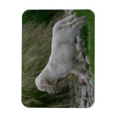 Golden Retriever Puppy Standing Magneet (Verticaal)