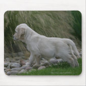 Golden Retriever Puppy Standing Muismat (Voorkant)