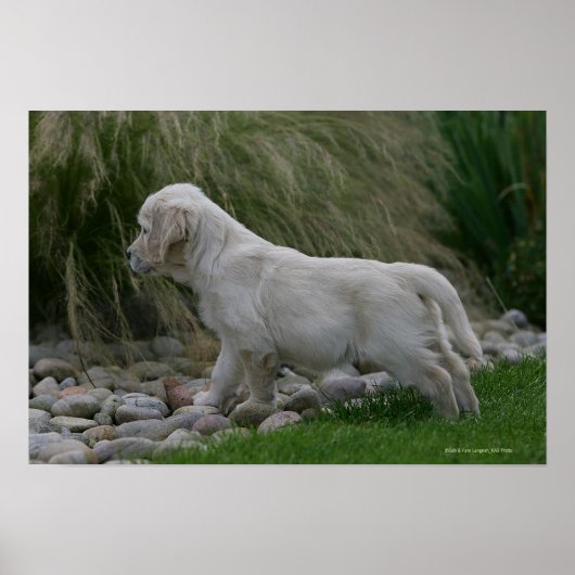 Golden Retriever Puppy Standing Poster (Voorkant)