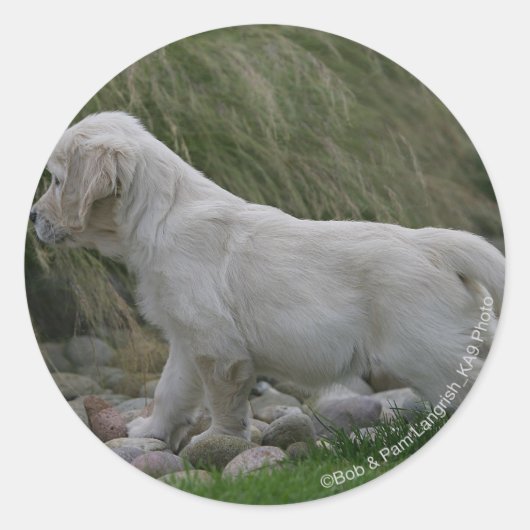 Golden Retriever Puppy Standing Ronde Sticker (Voorkant)