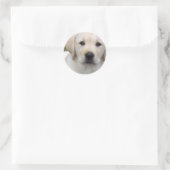 Golden Retriever Puppy Sticker (Tas)
