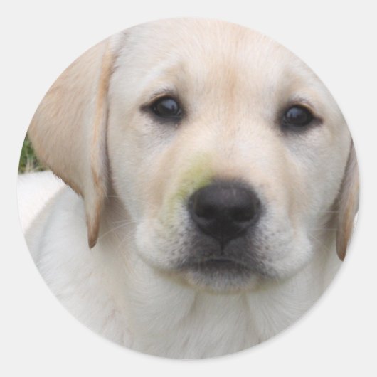 Golden Retriever Puppy Sticker (Voorkant)