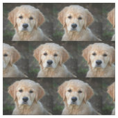 Golden Retriever Puppy Stof (Swatch)