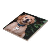 Golden Retriever Puppy Tegeltje (Zijkant)
