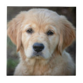 Golden Retriever Puppy Tegeltje (Voorkant)