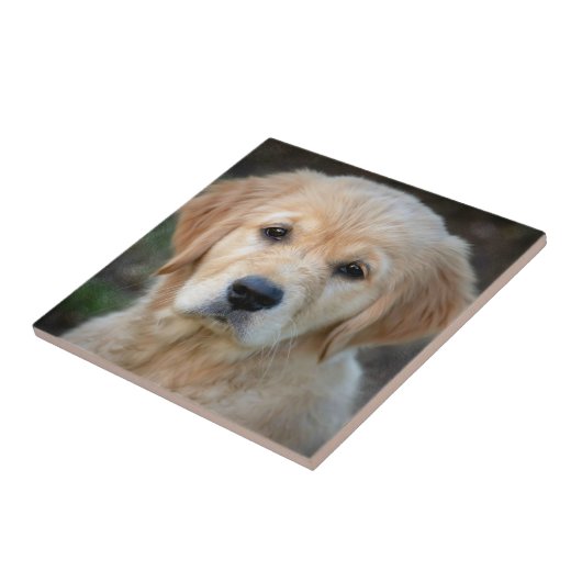 Golden Retriever Puppy Tegeltje (Zijkant)