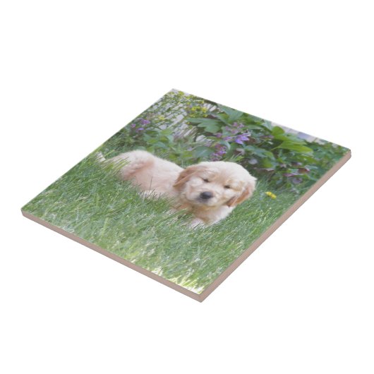 Golden Retriever Puppy Tegeltje (Zijkant)