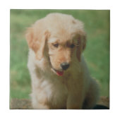 Golden Retriever Puppy Tile Tegeltje (Voorkant)