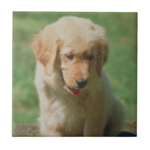 Golden Retriever Puppy Tile Tegeltje