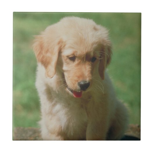 Golden Retriever Puppy Tile Tegeltje (Voorkant)