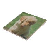Golden Retriever Puppy Tile Tegeltje (Zijkant)