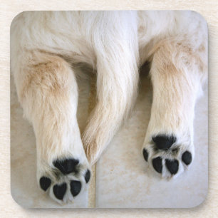 Golden Retriever Puppy Toes Bier Onderzetter
