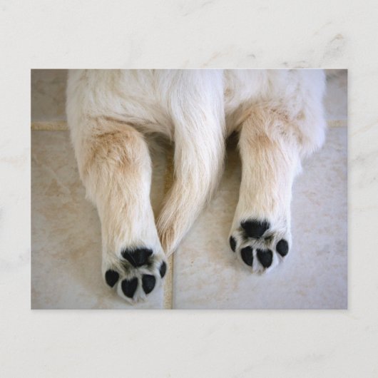 Golden Retriever Puppy Toes Briefkaart (Voorkant)