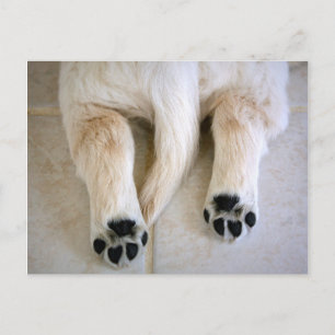 Golden Retriever Puppy Toes Briefkaart