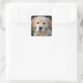 Golden Retriever Puppy Vierkante Sticker (Tas)
