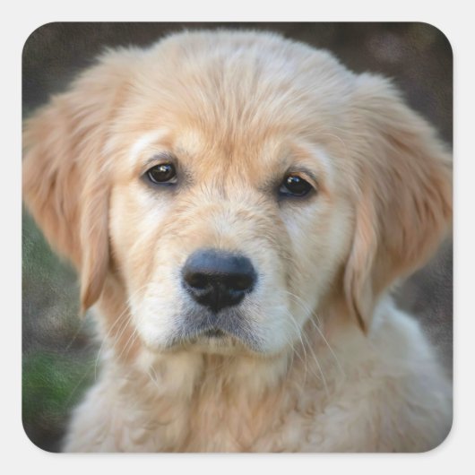 Golden Retriever Puppy Vierkante Sticker (Voorkant)