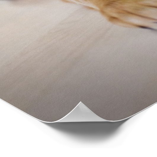 Golden Retriever Puppy wil spelen Poster (Hoek)