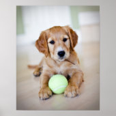 Golden Retriever Puppy wil spelen Poster (Voorkant)