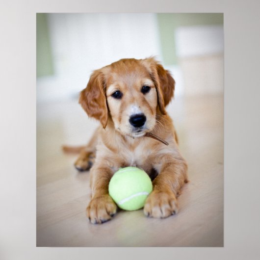 Golden Retriever Puppy wil spelen Poster (Voorkant)
