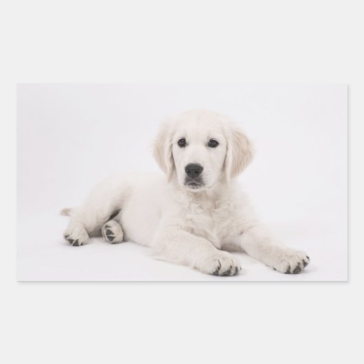 Golden Retriever Rechthoekige Sticker (Voorkant)