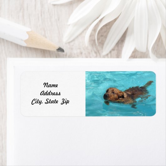 Golden Retriever retour adreslabel, zwemmen Etiket (Insitu)