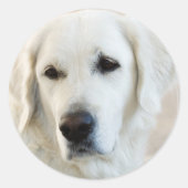 Golden Retriever Ronde Sticker (Voorkant)