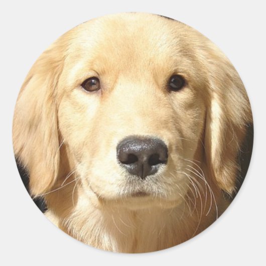 Golden Retriever Ronde Sticker (Voorkant)