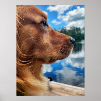 Golden Retriever Silhouet Poster