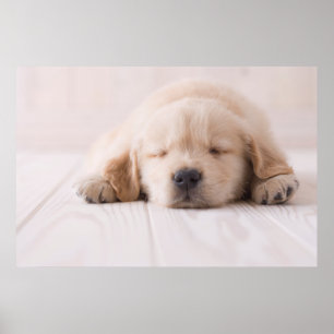 Golden Retriever Slaping Poster