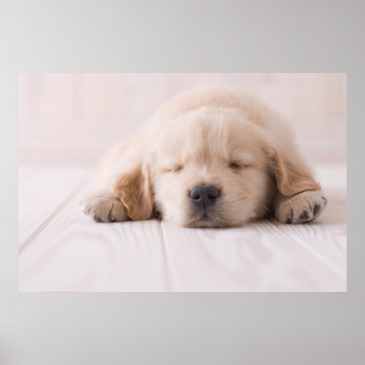 Golden Retriever Slaping Poster (Voorkant)