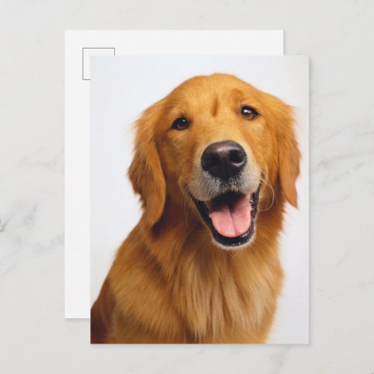 Golden Retriever Smile Briefkaart (Voorkant / Achterkant)