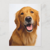 Golden Retriever Smile Briefkaart (Voorkant)
