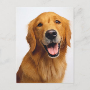 Golden Retriever Smile Briefkaart