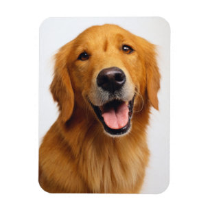 Golden Retriever Smile Magneet