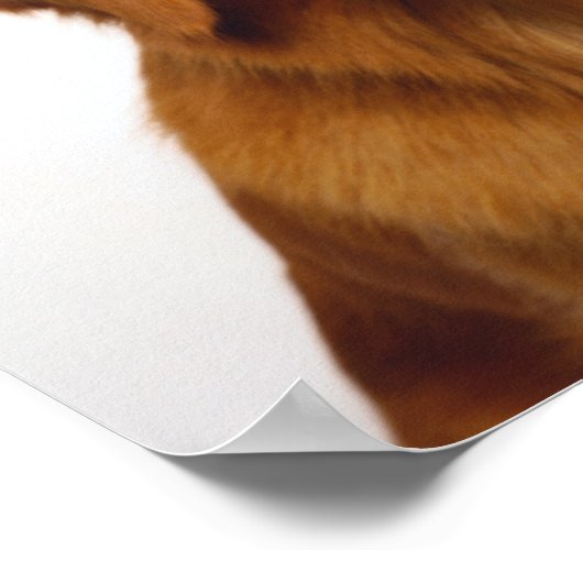 Golden Retriever Smile Poster (Hoek)