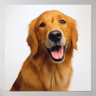 Golden Retriever Smile Poster