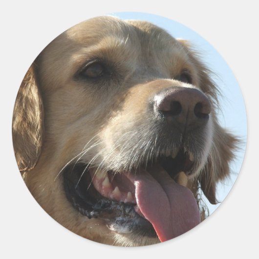 Golden Retriever Sticker (Voorkant)