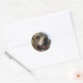 Golden Retriever Sticker (Envelop)
