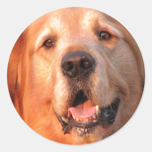 Golden Retriever Sticker (Voorkant)
