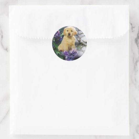 Golden Retriever Sticker Hydrangia (Tas)